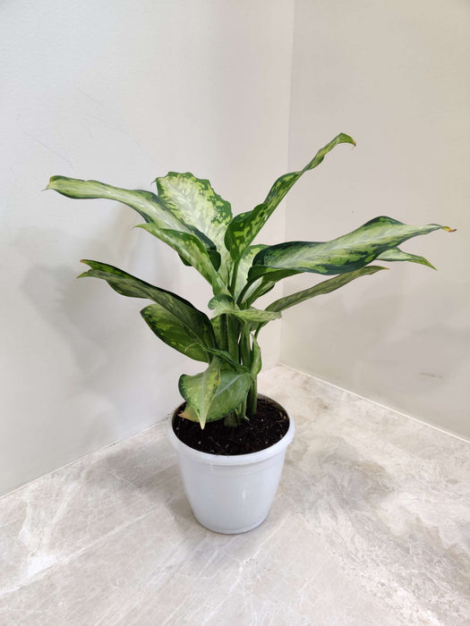 Decorative Dieffenbachia plant in a small pot