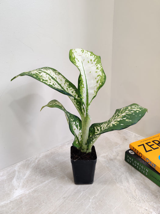 dieffenbachia dehlilia Buy Dieffenbachia Delilah Plant Online India at Lowest Price – ChhajedGarden.com
