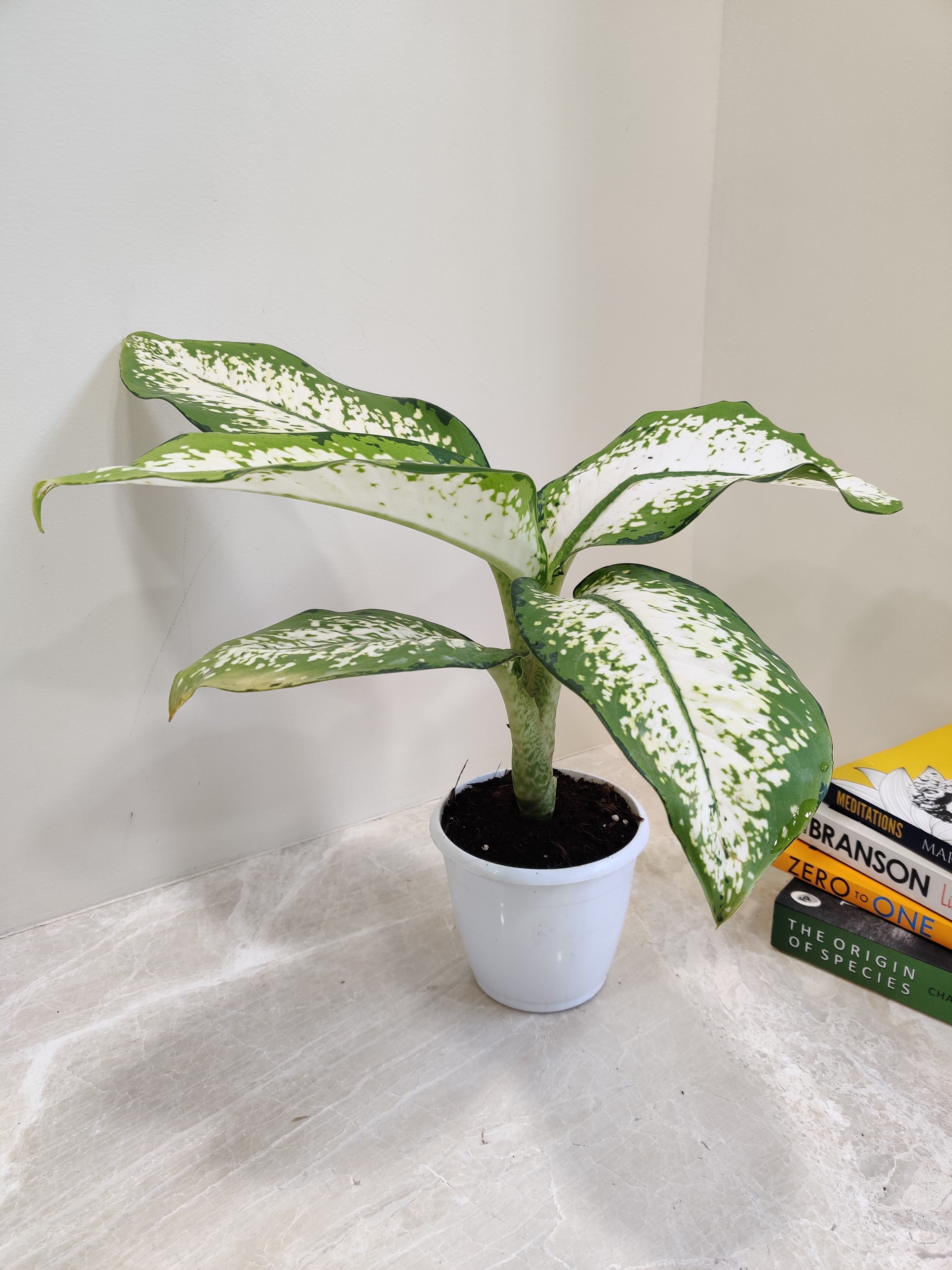 delilah plant indoor Dieffenbachia Delilah Plant