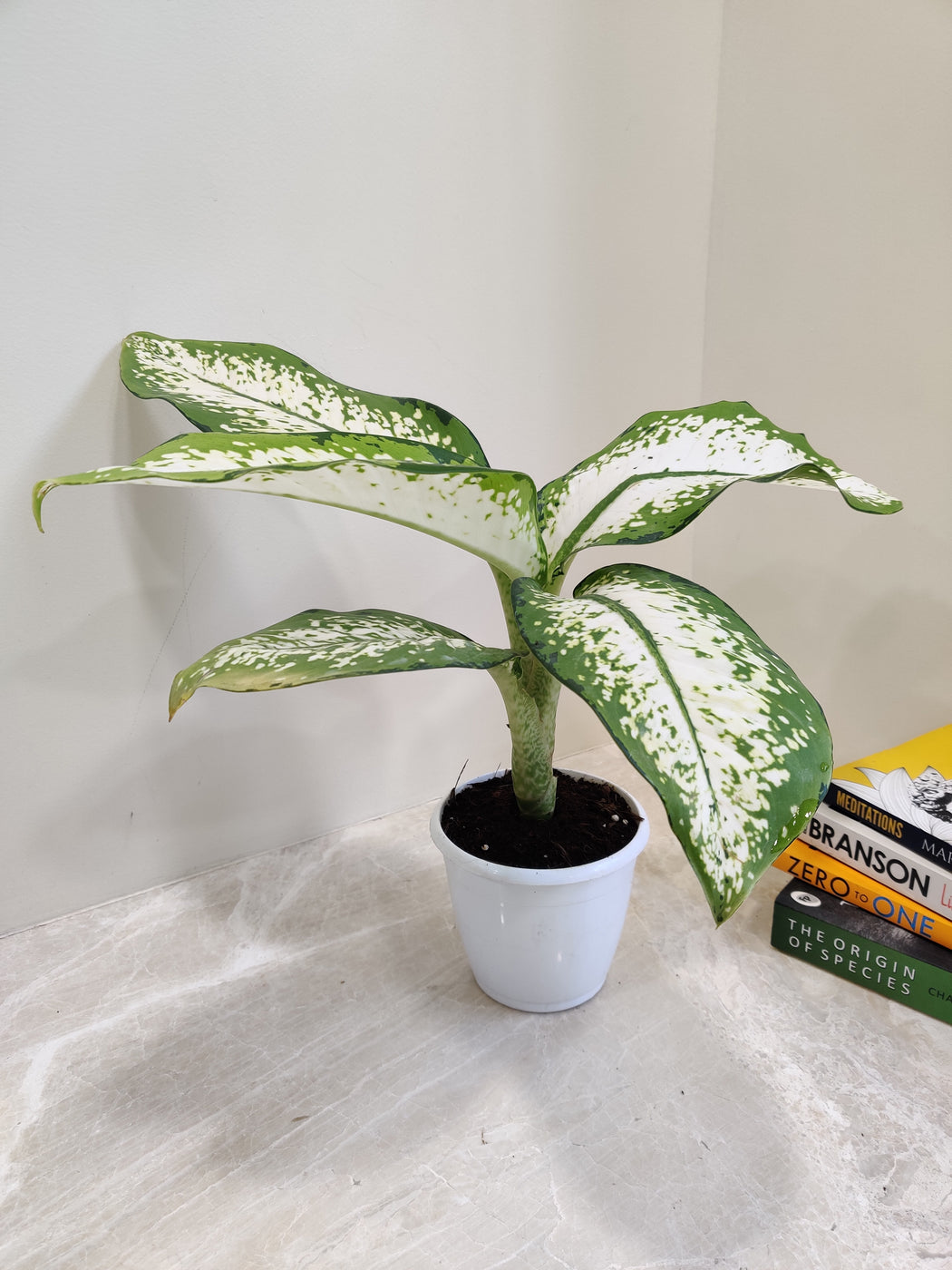Shop Dieffenbachia Delilah Big Plant Online India