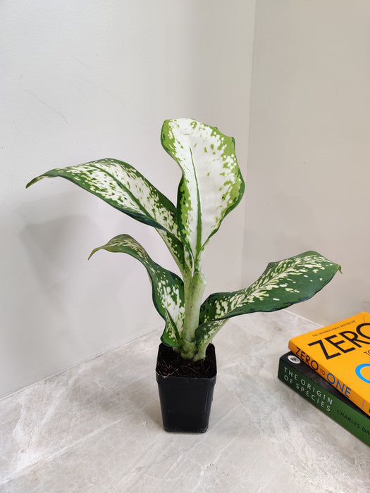 Indoor Dieffenbachia plant for home decor