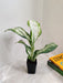 Indoor Dieffenbachia plant for home decor
