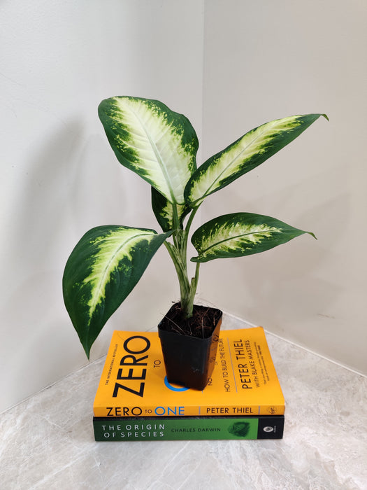 dieffenbachia sparkles Buy Dieffenbachia Sparkle Plant Online India