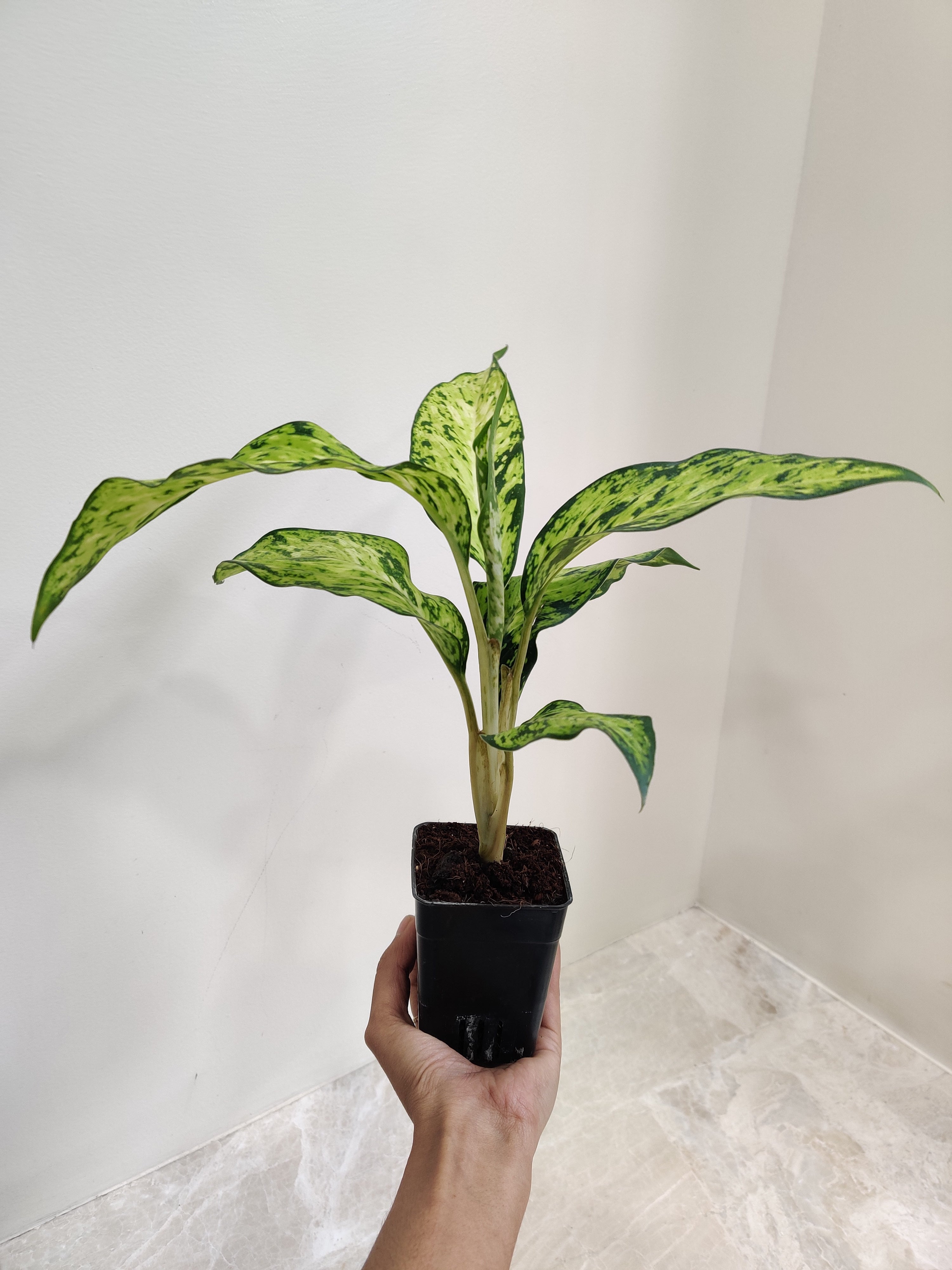 dieffenbachia star bright Dieffenbachia 'Star Bright'
