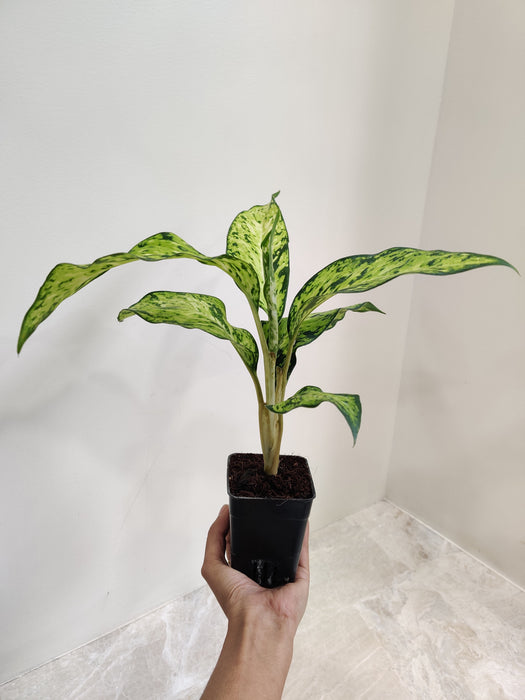 Lush Green Dieffenbachia for Home or Office Spaces