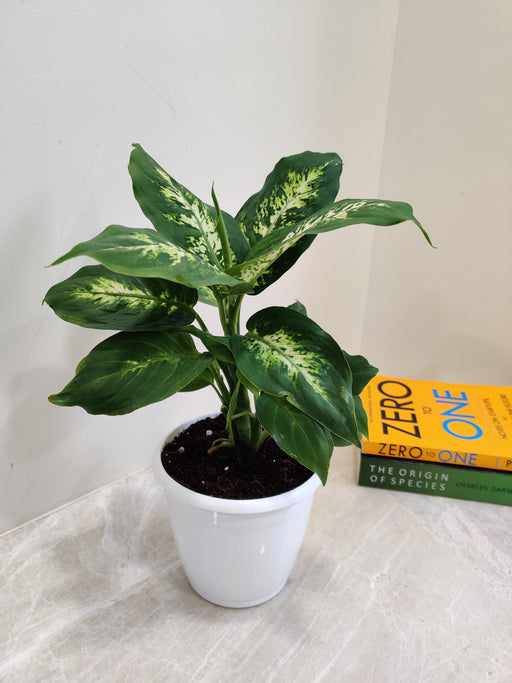 dieffenbachia sublime Buy Dieffenbachia Sublime Plant Online India – ChhajedGarden.com