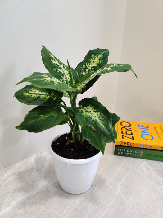 dieffenbachia sublime care Buy Dieffenbachia Sublime Plant Online India – ChhajedGarden.com