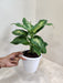 Dieffenbachia Sublime Indoor Plant with Green Leaves