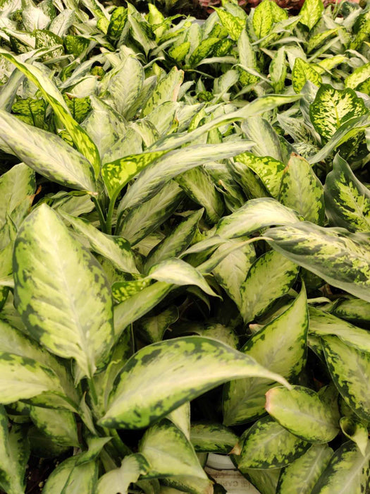 dieffenbachia x bausei Shop Dieffenbachia 'X Bausei' Plant Online India at Lowest Price – ChhajedGarden.com