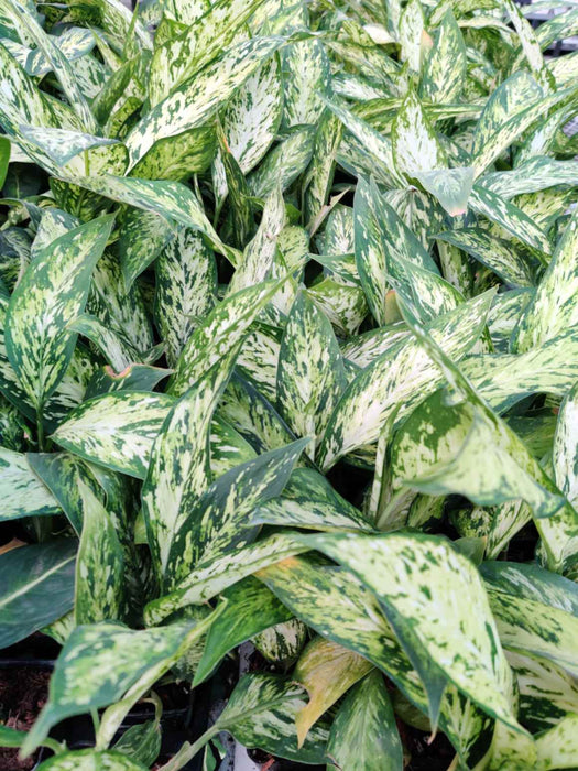 Compact Dieffenbachia Vesuvius for indoor decoration