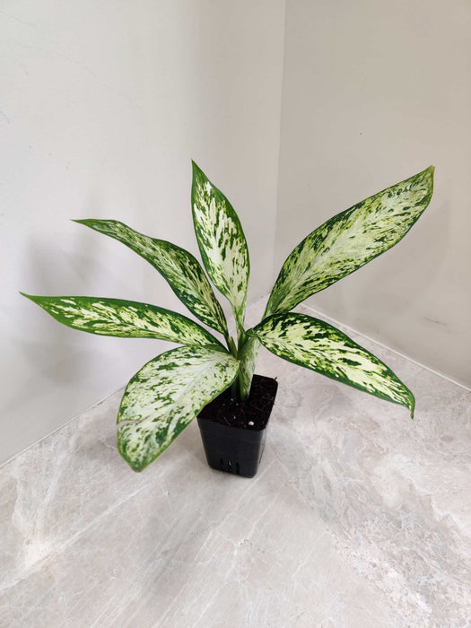 Dieffenbachia Vesuvius in 8.5 cm pot, perfect for home offices