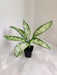 Dieffenbachia Vesuvius in 8.5 cm pot, perfect for home offices
