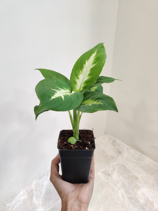 Green and White Dieffenbachia Indoor Plant