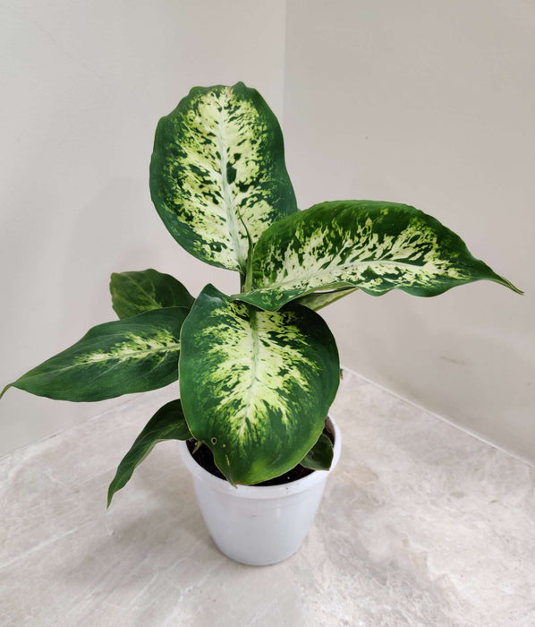 Dieffenbachia Amy Plant
