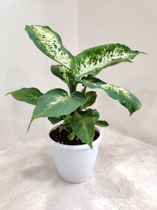 Dieffenbachia Amy Plant