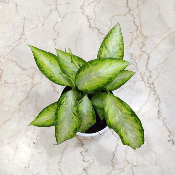 Dieffenbachia New Plant 12 cm pot