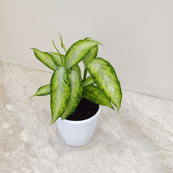 Dieffenbachia New Plant 12 cm pot