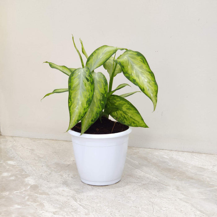 Dieffenbachia New Plant 12 cm pot