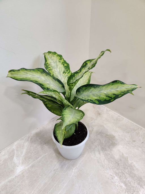 dieffenbachia bausei Shop Dieffenbachia 'X Bausei' Plant Online India at Lowest Price – ChhajedGarden.com