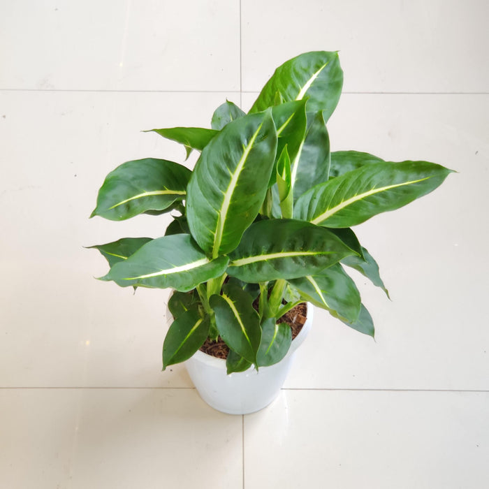 Dieffenbachia Magic Amoena Green Plant 15 Cm Pot