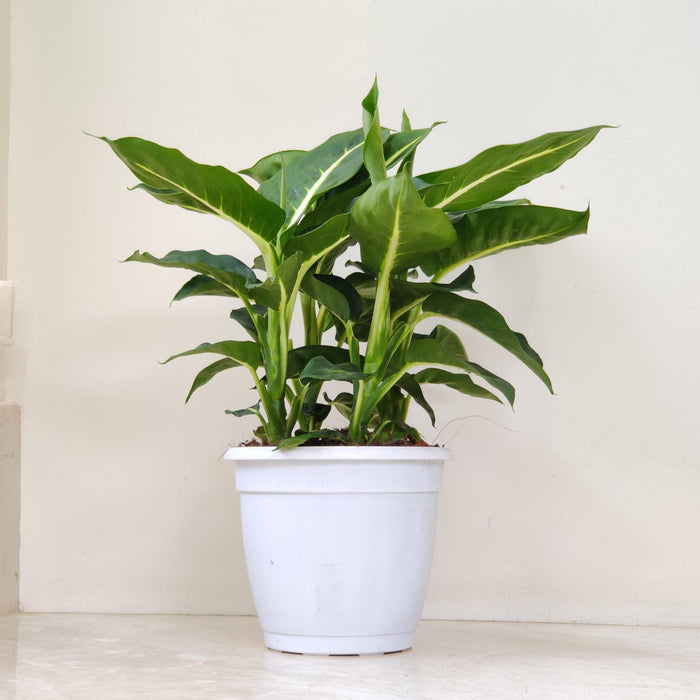 Dieffenbachia Magic Amoena Green Plant 15 Cm Pot