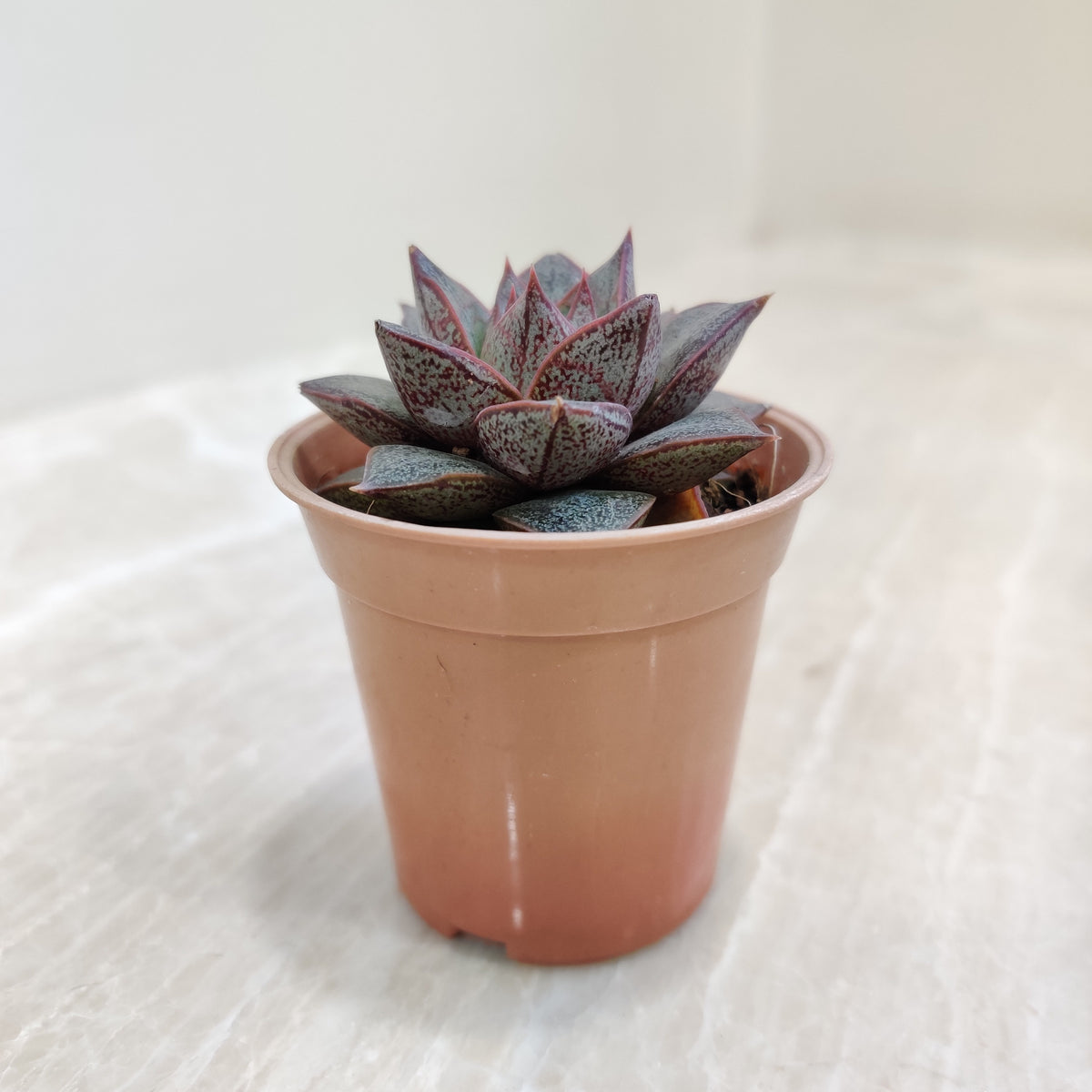 dionysos succulent Echeveria Chinensis Online