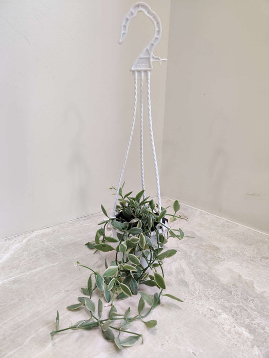 Dischidia-Million-Hearts-Variegated