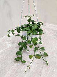 Decorative Dischidia oiantha in a white pot
