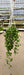 Striped leaf Dischidia hanging indoors