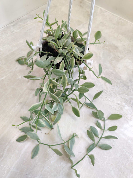 Dischidia-Ruscifolia-Variegata-Decor