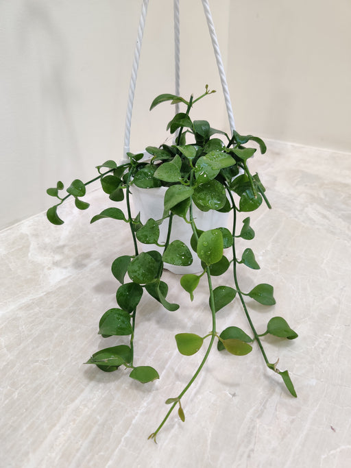 Dischidia Small Hanging Plant - Charming and Compact Greenery for Small Spaces