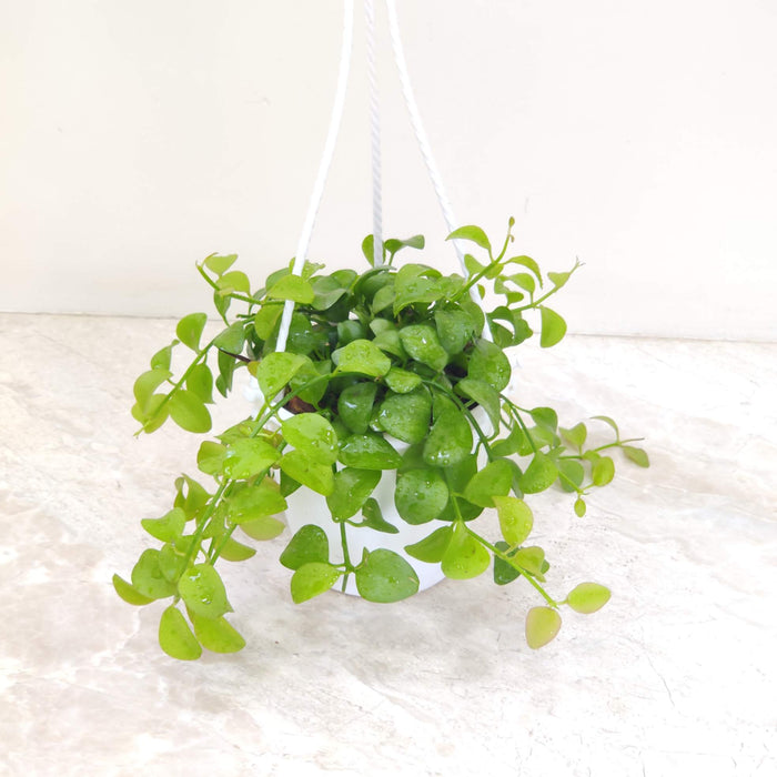 Dischidia Oiantha Green Hanging Plant