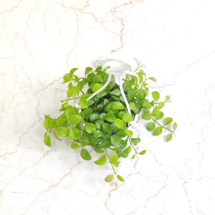 Dischidia Oiantha Green Hanging Plant