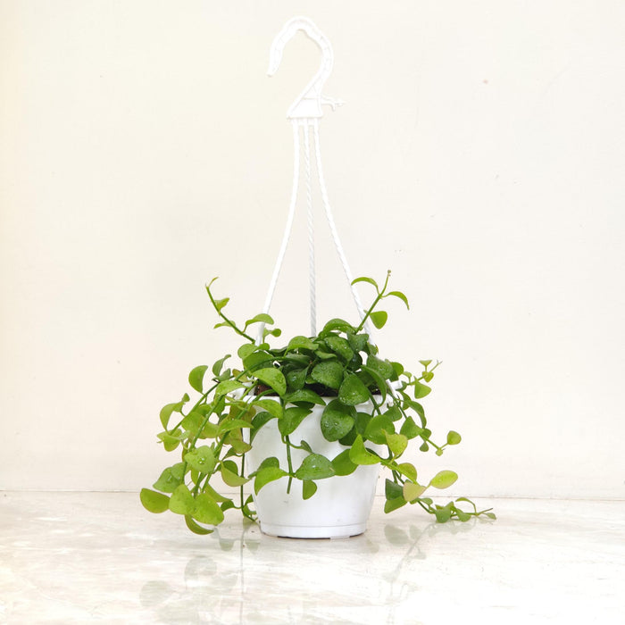 Dischidia Oiantha Green Hanging Plant