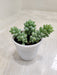 Donkeys-Tail-Indoor-Succulent-Plant