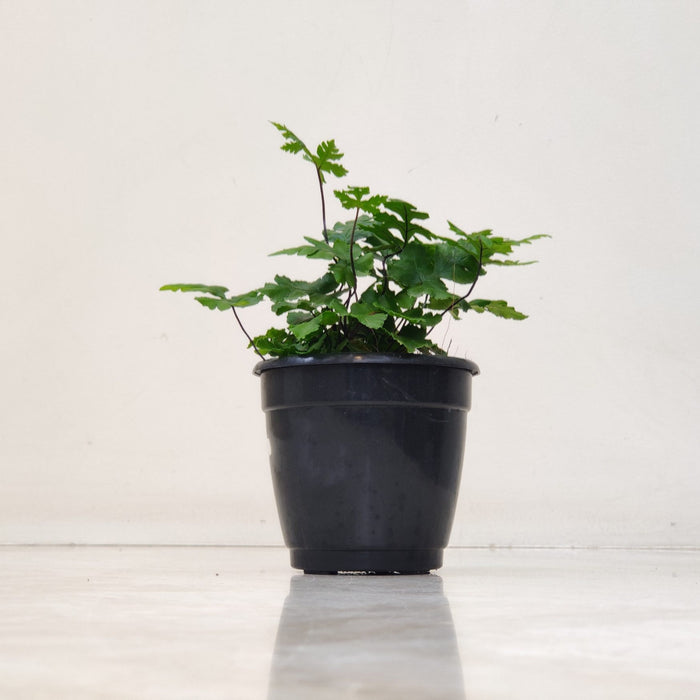 Doryopteris fern, Plants 10 cm pot