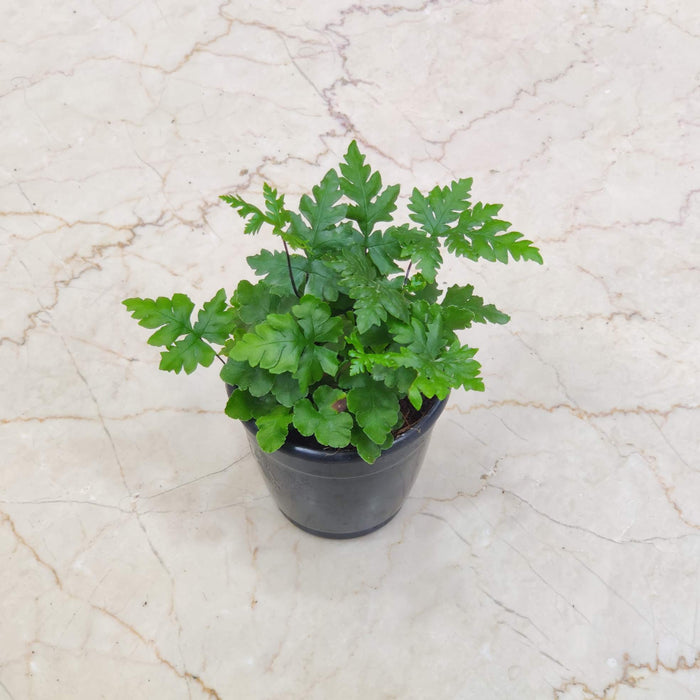 Doryopteris fern, Plants 10 cm pot