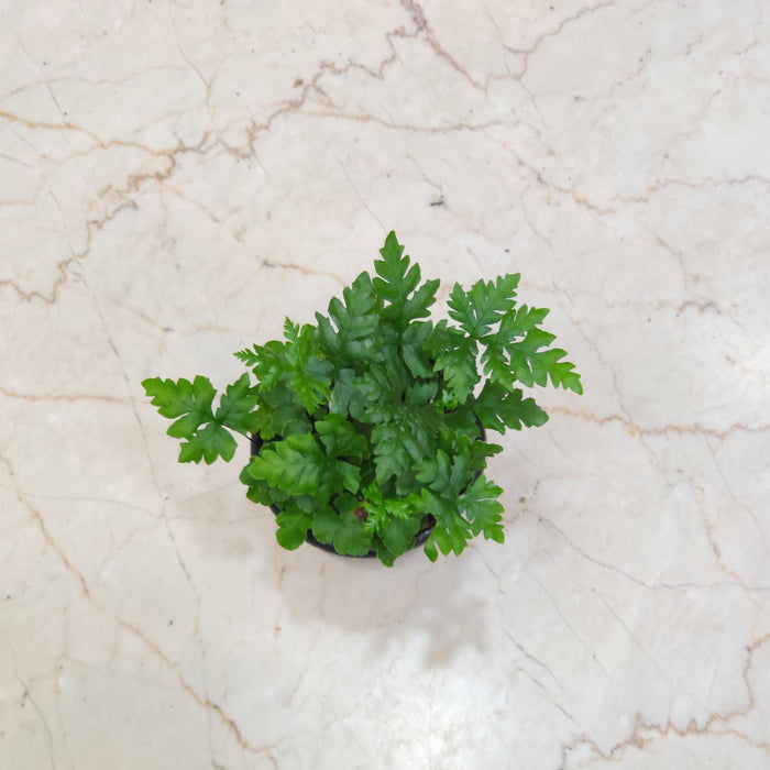 Doryopteris fern, Plants 10 cm pot
