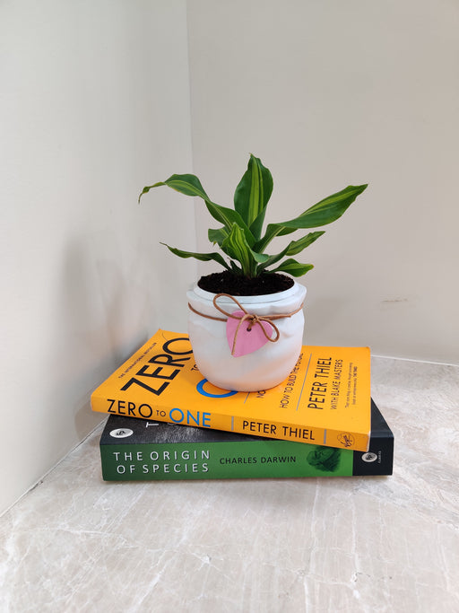 Elegant Dracaena Darasingh for desk decor