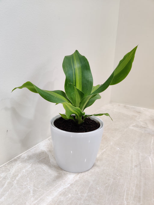 Dracaena Darasingh plant in a white plastic pot