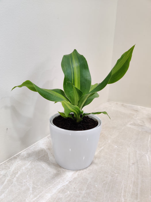 Dracaena Darasingh plant in a white plastic pot