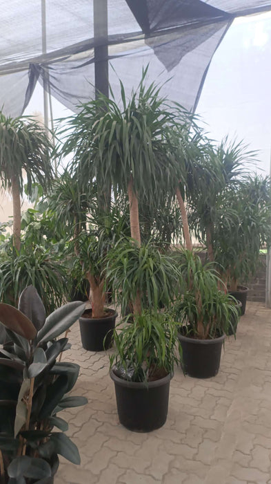 Dracaena Broad Leaf Plant – 3 Step