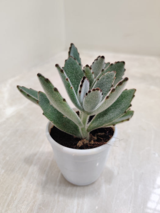 Velvety Panda Plant with Soft Gray Leaves