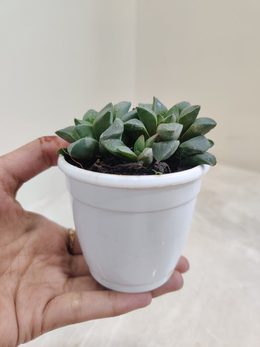 Textured-Haworthia-Indoor-Succulent-Online