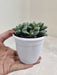 Textured-Haworthia-Indoor-Succulent-Online