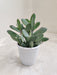 Senecio-Crassisimus-Succulent-Vibrant-Indoor-Plant