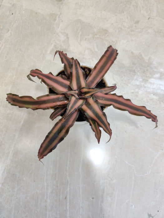 chocolate soldier plant indoor Buy Cryptanthus Chocolate Soldier Plant | Exotic Indoor Decor