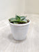 Agave-Tropicana-Small-Succulent-Top-View