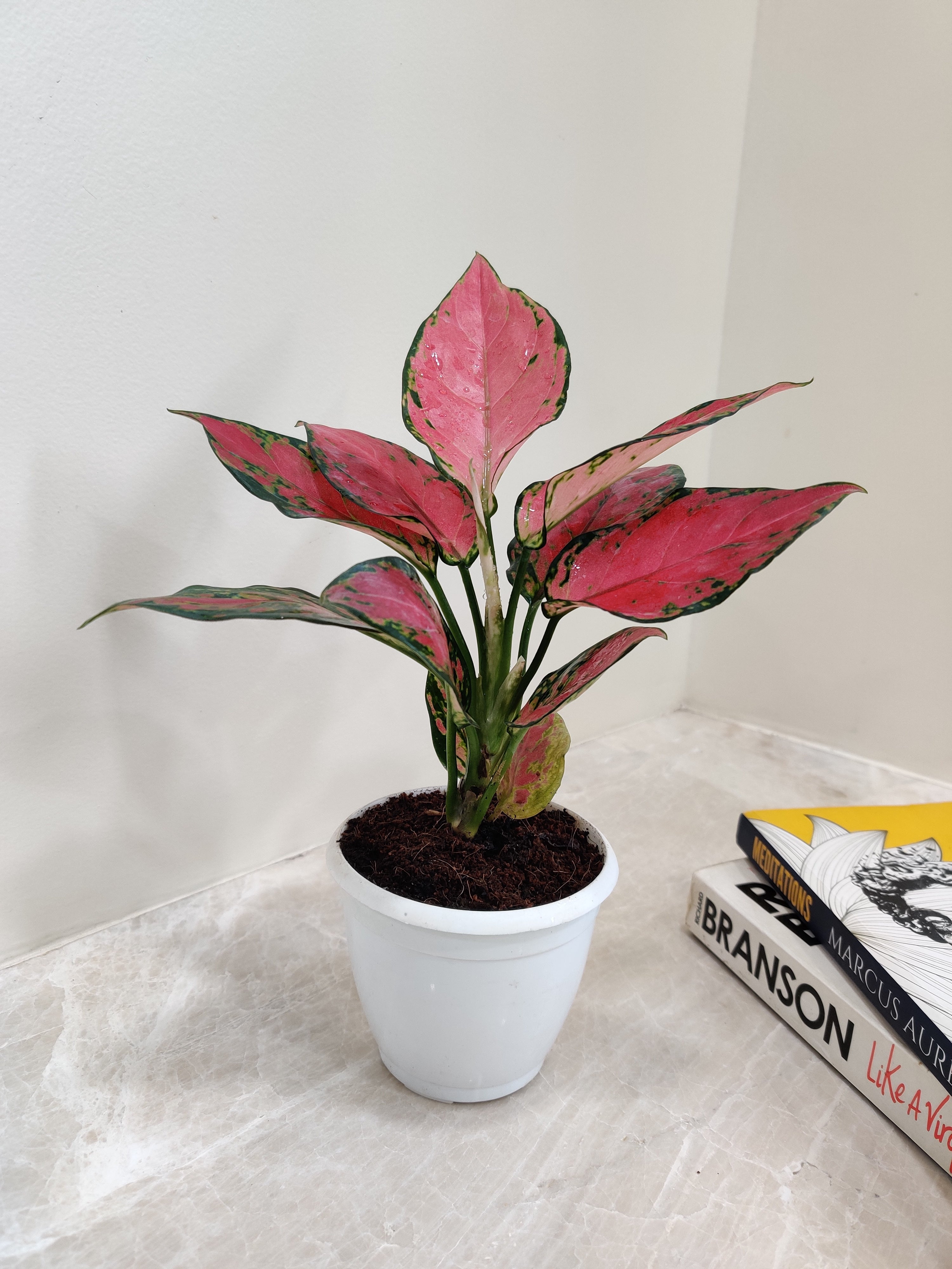 Aglaonema 'Beauty'