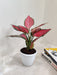 Vibrant green and pink Aglaonema indoor plant